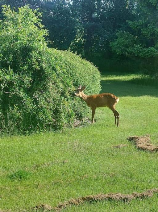 Kragkaer Deer-lodge A Unique Holiday home Saeby (Nordjylland)